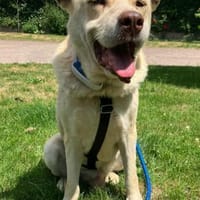 Pflegeleichter Micky möchte ein Zuhause, Hund zur Adoption