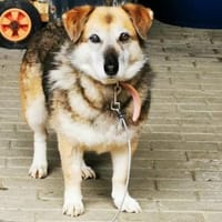 Dee su. hunderrfahrene Besitzer, Hündin zur Adoption