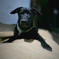 RONY besondere Adoption!, Hund zur Adoption