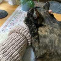Kimani  sanfte Schönheit in Schildpatt, Katze zur Adoption