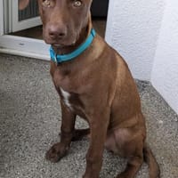 Sarotti wartet auf ein Für-Immer-Zuhause, Hund zur Adoption