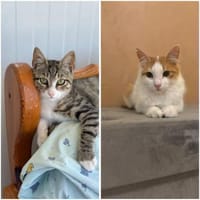 Jörgen und Sammy - suchen nach DIR!, Kater zur Adoption