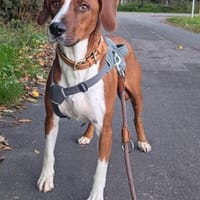 MIKI - in 49201 Dissen, Hund zur Adoption