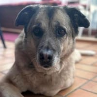 Notfall MYRTO, wunderschön und lieb!, Hündin zur Adoption