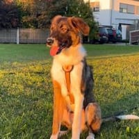 Zuhause für Louie gesucht, Hund zur Adoption