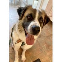 Grivei - wartet in 91054 Erlangen, Hund zur Adoption