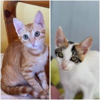Annabelle & Willow suchen DICH!, Katze zur Adoption