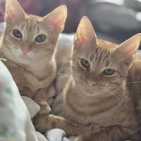 Fred & George aus dem Tierschutz, Kater zur Adoption