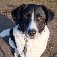 STAMOS (SAM) verliert sein Zuhause, Hund zur Adoption
