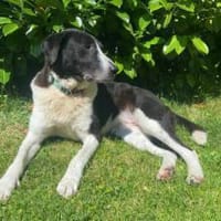 Grace sucht ihr Für-Immer-Zuhause, Hündin zur Adoption