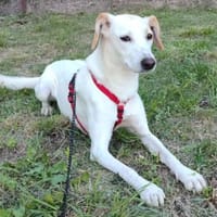 Zarte♥ Bella ♥wartet in 64711 Erbach/Od., Hündin zur Adoption