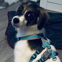 Goofy wartet in Coesfeld, Hund zur Adoption