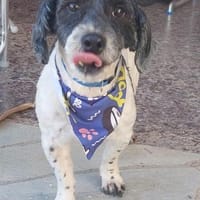 Kleiner Fritzi auf der suche nach..., Hund zur Adoption