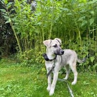Schäferhundmix Cleo, Hündin zur Adoption