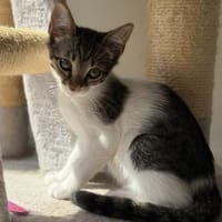 Tracy - wurde von Menschen geschlagen, Katze zur Adoption