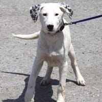 Winnifred ist lustig, offen und so lieb!, Hündin zur Adoption