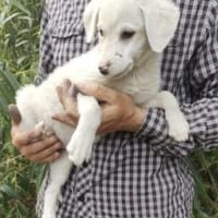 Milva 35 cm (Aug 25) Pflegestelle, Hündin zur Adoption