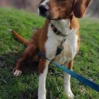MIKI - in 49201 Dissen, Hund zur Adoption