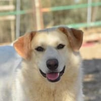 Berinesse- entzückendes Hundemädchen, Hündin zur Adoption