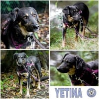 YETINA -möchte ankommen-, Hündin zur Adoption