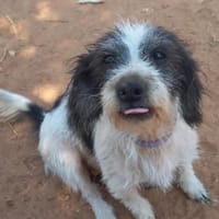 Kleine Wuscheline Lola sucht ein Zuhause, Hündin zur Adoption