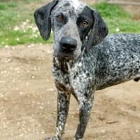 Wunderbare Hundeseele: ARIANNO, Hund zur Adoption