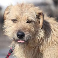 Praya ist so fröhlich und offen!, Hündin zur Adoption