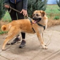 Hast du ein warmes Körbchen für Akemi?, Hündin zur Adoption