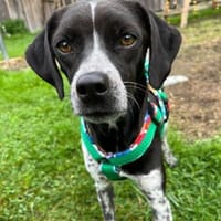 Darcy wer zeigt ihr die große weite Welt, Hündin zur Adoption