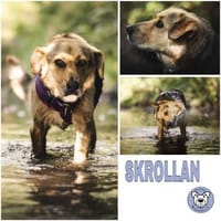 SKROLLAN -benötigt Zeit um zu Vertrauen-, Hündin zur Adoption