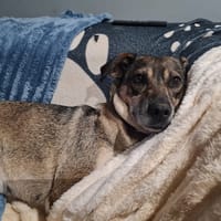 PEANUTS, chienne à adopter