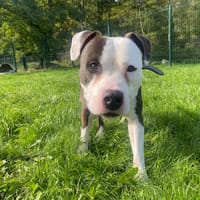 YUKA PAA23046, chien à adopter