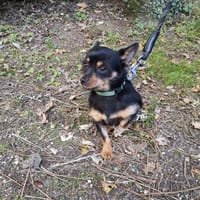 ACHILLE réservé, chien à adopter