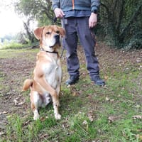 Véga, chien à adopter