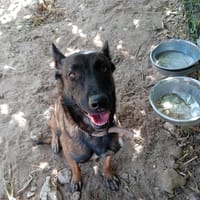 Saphir, chienne à adopter