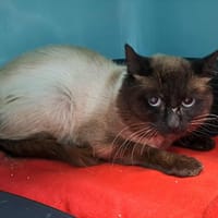 PEROU QCT, chat à adopter