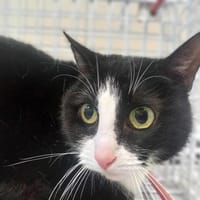 DICKA QCT, chatte à adopter