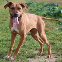 KAYLA HAA24636, chienne à adopter