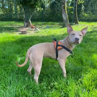 MAYA PAA 23045, chienne à adopter