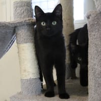 AURORA, chatte à adopter