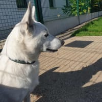 JEPETO QCN, chien à adopter