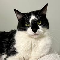 ZAKO, chat à adopter