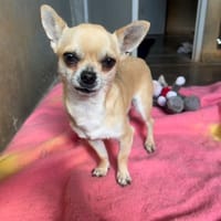 YODA  (reservé), chien à adopter