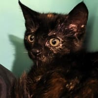 Naomie, chatte à adopter