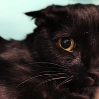 Elie, chatte à adopter