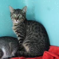 BUDDY, chat à adopter