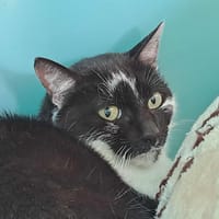 WILLIE QCT, chatte à adopter