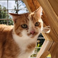 ROGER QCT (réservé), chat à adopter