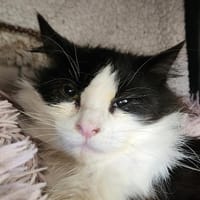 BRINDILLE QCT, chat à adopter