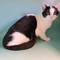 ITALIE QCT (réservé), chatte à adopter